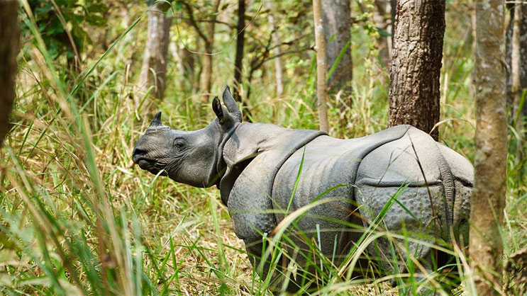 Itahari to Chitwan National Park (Sauraha) 2 Days Trip